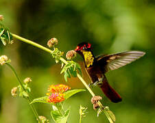 Ruby-topaz Hummingbird