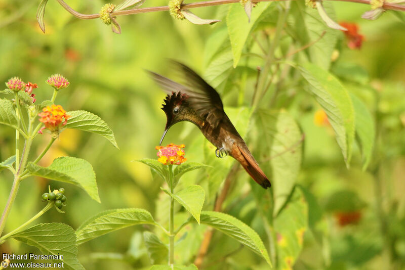 Ruby-topaz Hummingbird male adult