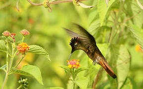 Ruby-topaz Hummingbird