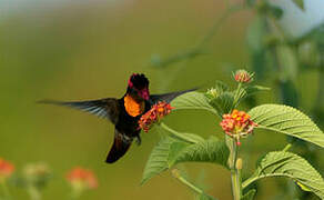 Colibri rubis-topaze