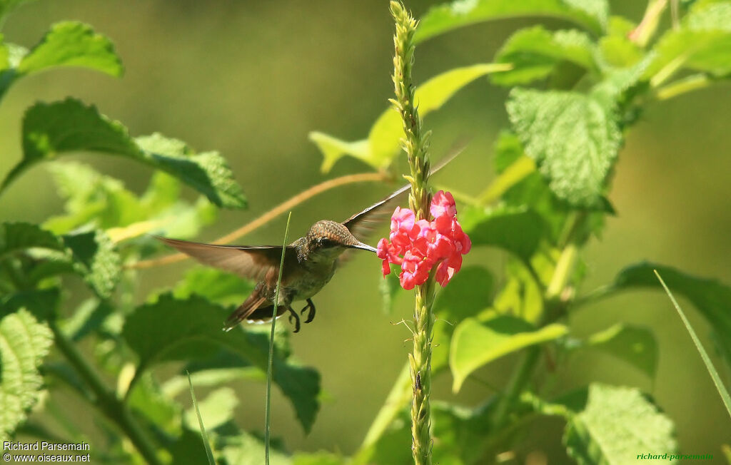 Ruby-topaz Hummingbird female adult