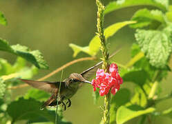 Colibri rubis-topaze