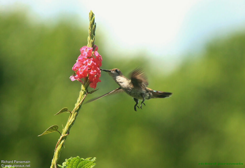 Ruby-topaz Hummingbird female adult