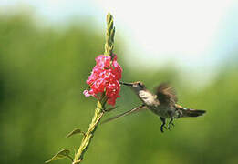 Ruby-topaz Hummingbird