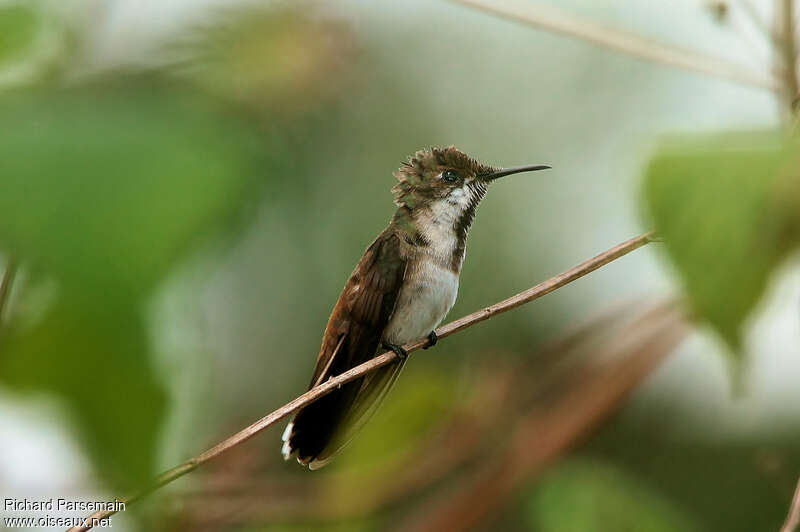 Ruby-topaz Hummingbird male juvenile, identification