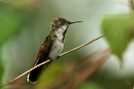 Ruby-topaz Hummingbird