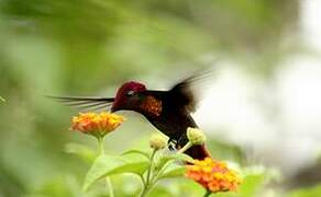 Ruby-topaz Hummingbird