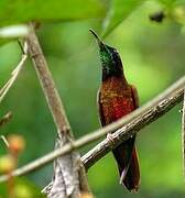 Colibri topaze