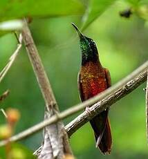 Colibri topaze