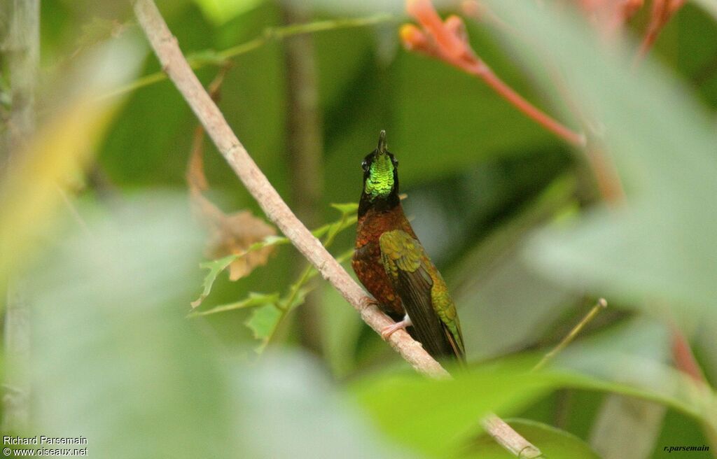 Crimson Topaz male adult