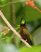 Colibri topaze