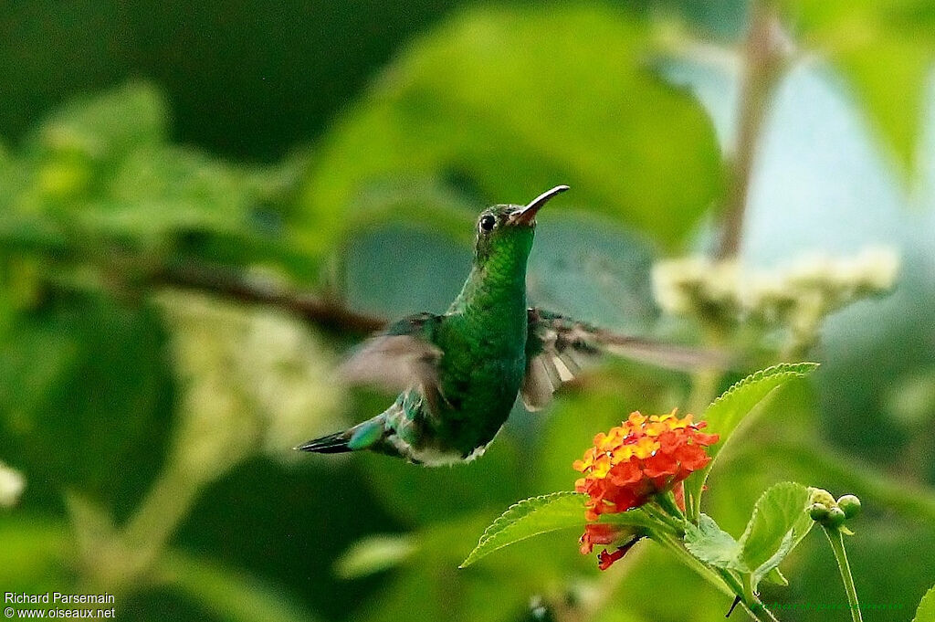 Green-tailed Goldenthroatadult