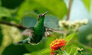 Colibri tout-vert