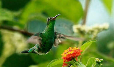 Colibri tout-vert