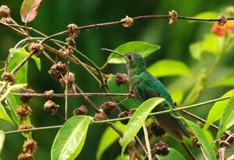 Colibri tout-vert