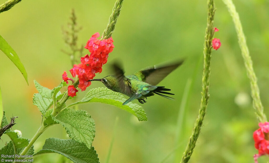 Green-tailed Goldenthroatadult