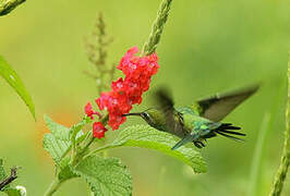 Green-tailed Goldenthroat