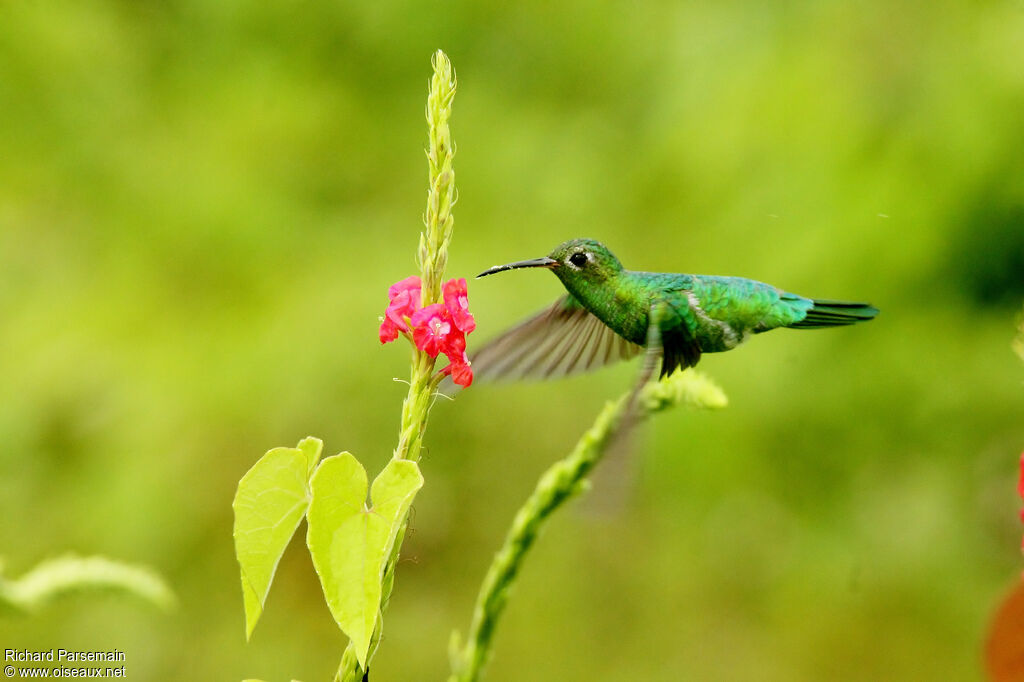 Green-tailed Goldenthroatadult