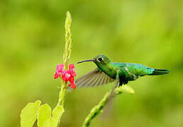 Green-tailed Goldenthroat