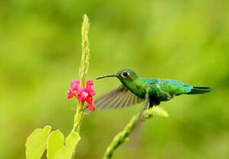 Colibri tout-vert