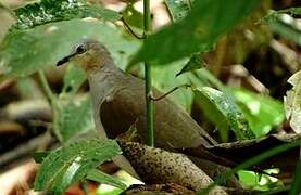 Grey-fronted Dove