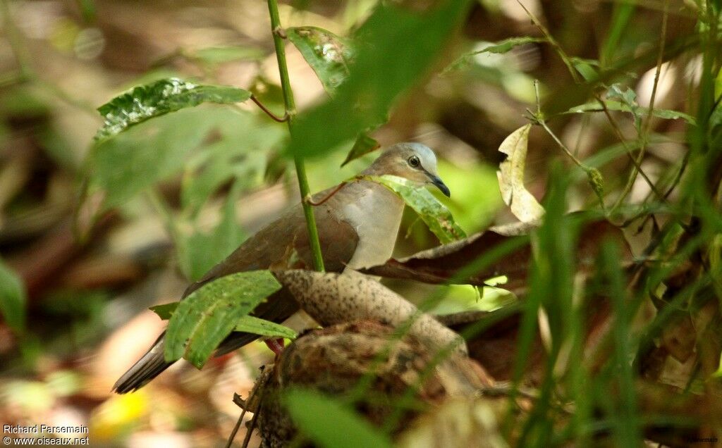 Grey-fronted Doveadult