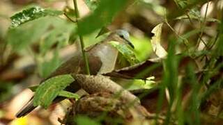 Grey-fronted Dove