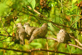 Common Ground Dove