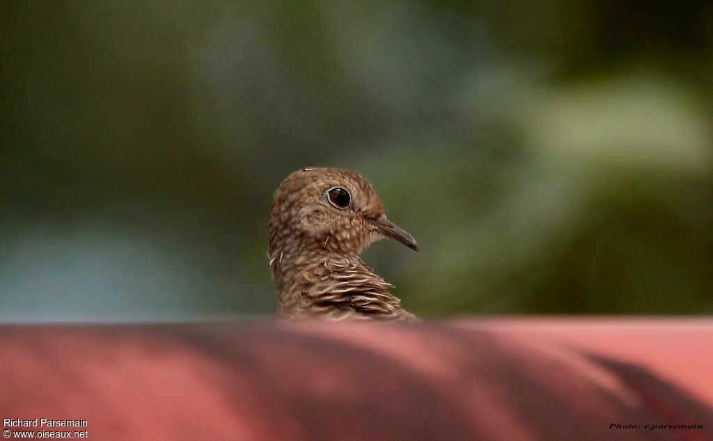 Common Ground Doveadult