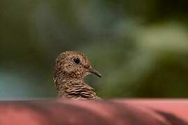 Common Ground Dove