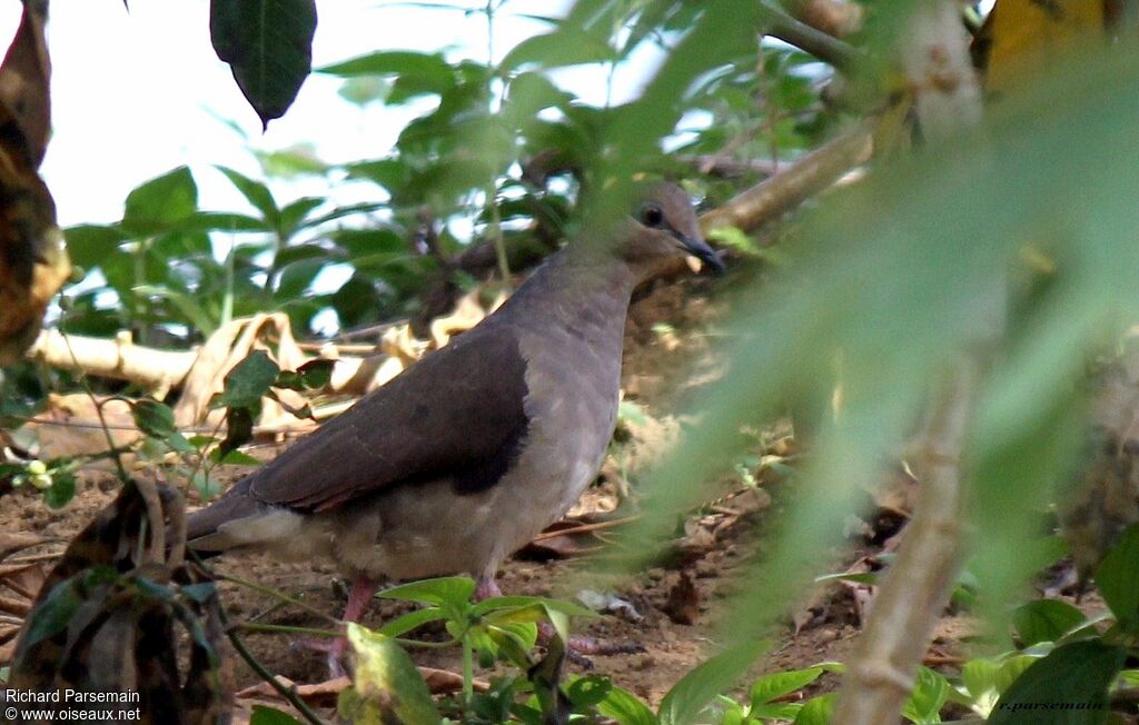 White-tipped Doveadult, walking