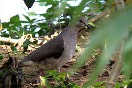 White-tipped Dove