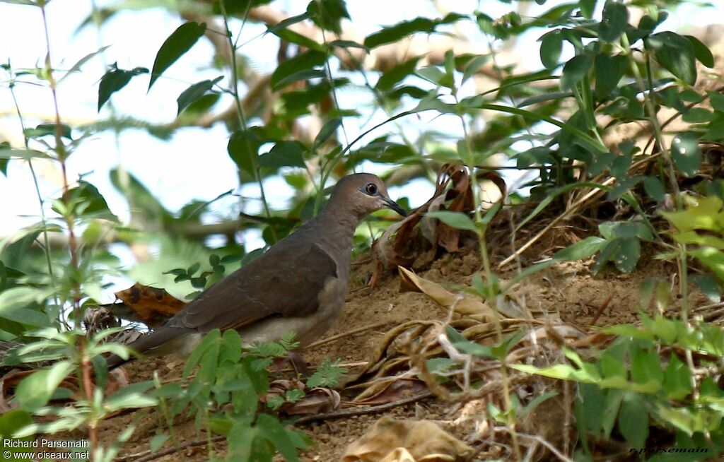 White-tipped Doveadult, walking