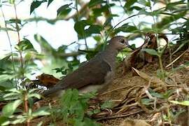 White-tipped Dove