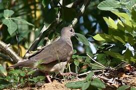 White-tipped Dove