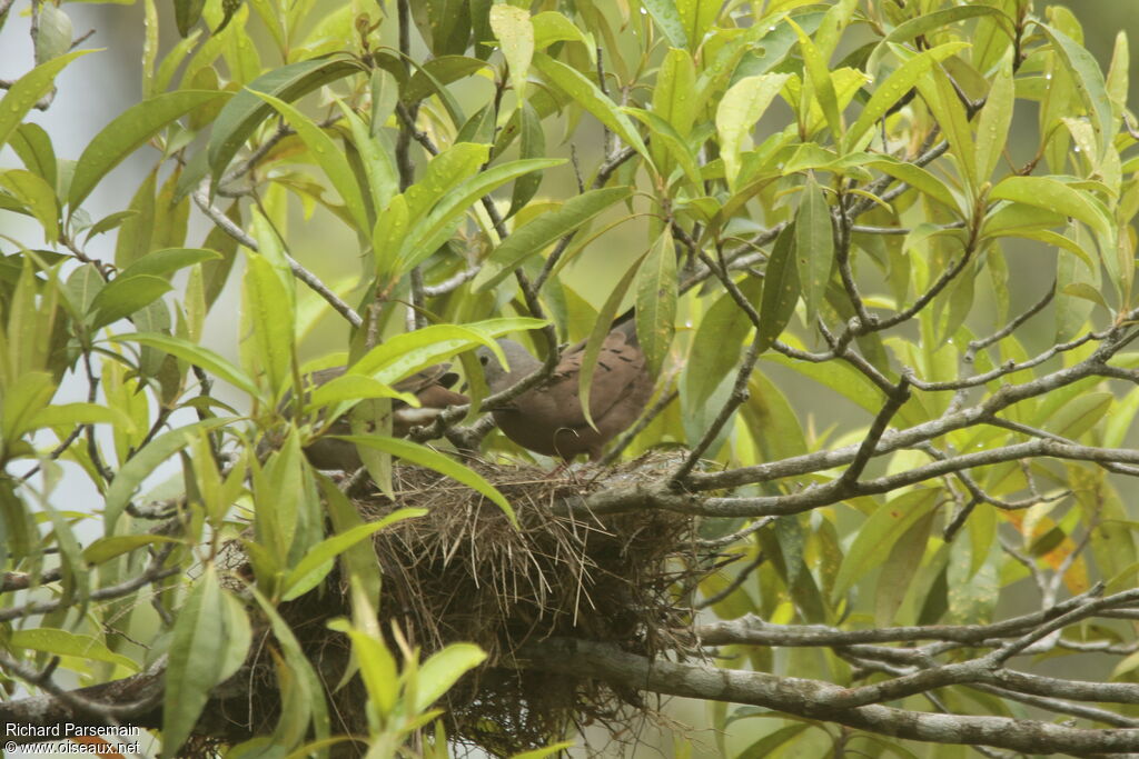 Ruddy Ground Dove adult