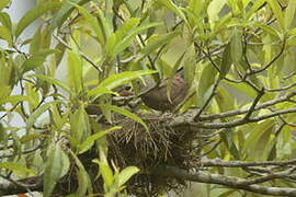 Ruddy Ground Dove