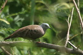 Ruddy Ground Dove