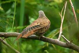 Ruddy Ground Dove