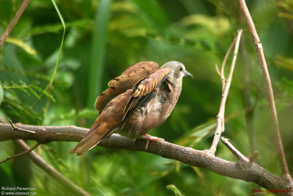 Ruddy Ground Doveadult