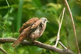 Ruddy Ground Dove