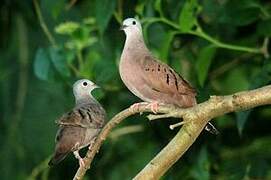 Ruddy Ground Dove