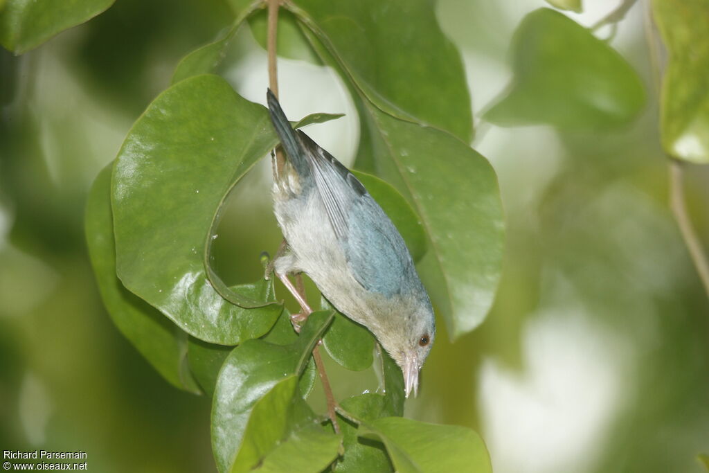 Conirostre bicoloreadulte