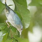 Conirostre bicolore