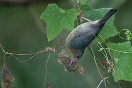 Bicolored Conebill