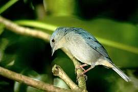 Bicolored Conebill