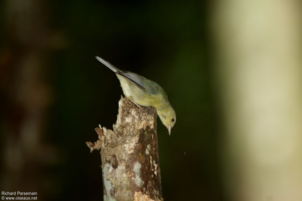 Bicolored Conebilljuvenile