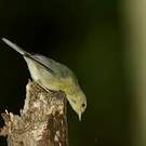 Conirostre bicolore
