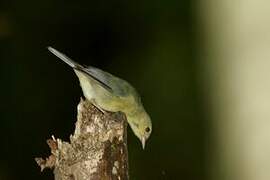 Bicolored Conebill