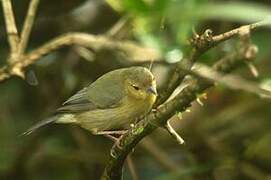 Bicolored Conebill